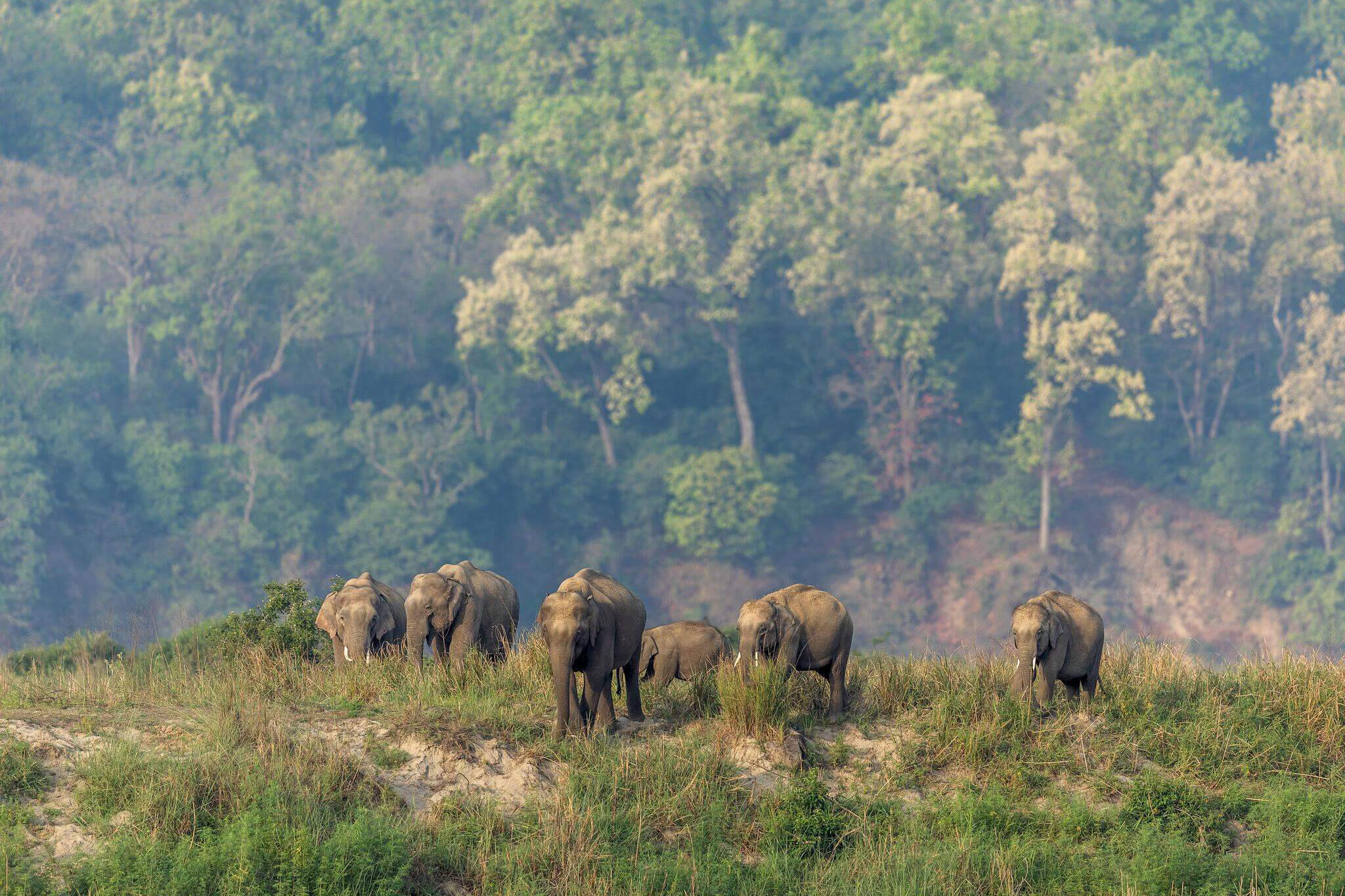 Gorumara National Park