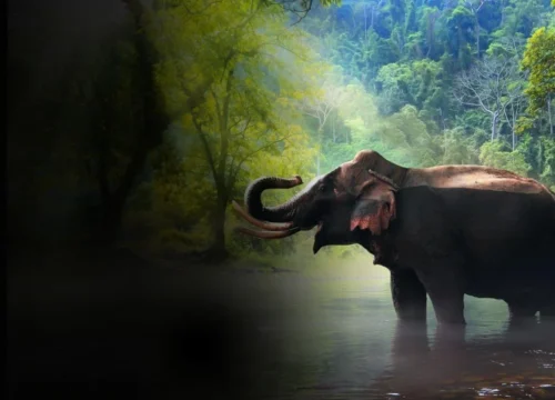 Discover the Untouched Beauty of Dooars | Your Perfect Getaway Dooars Nature Cent Resort